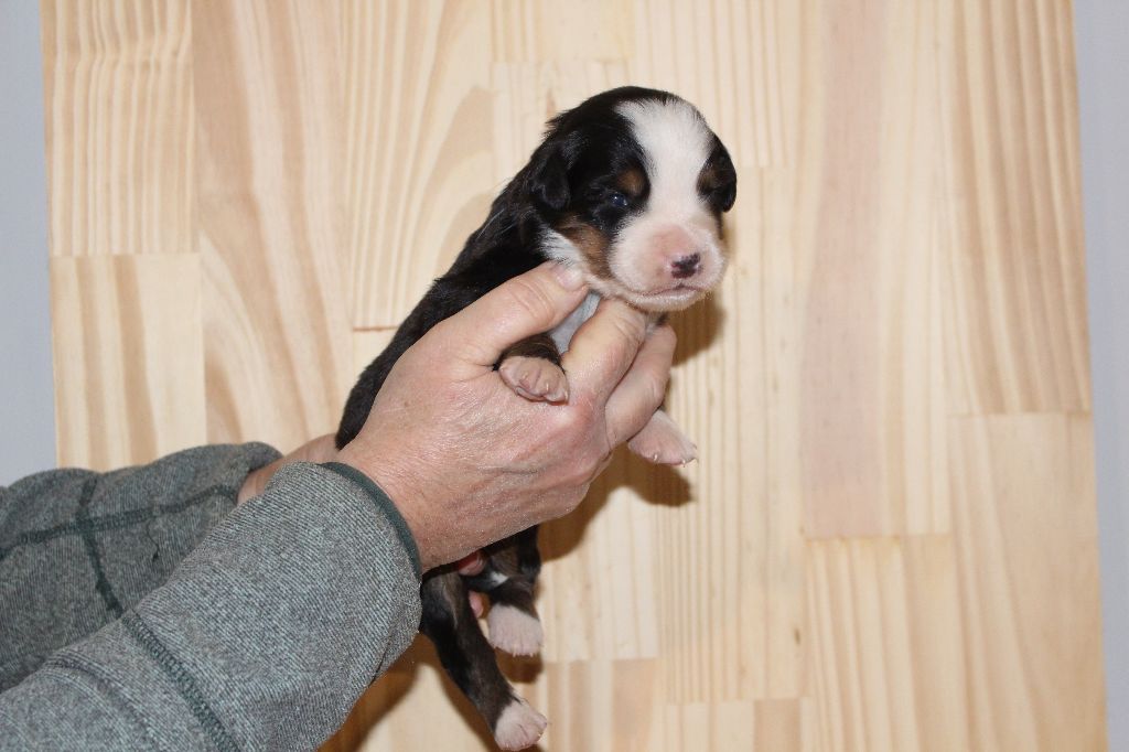 chiot Bouvier Bernois de la Vallée de l'Hyrome