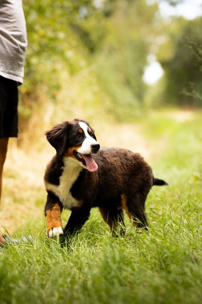 chiot Bouvier Bernois de la Vallée de l'Hyrome