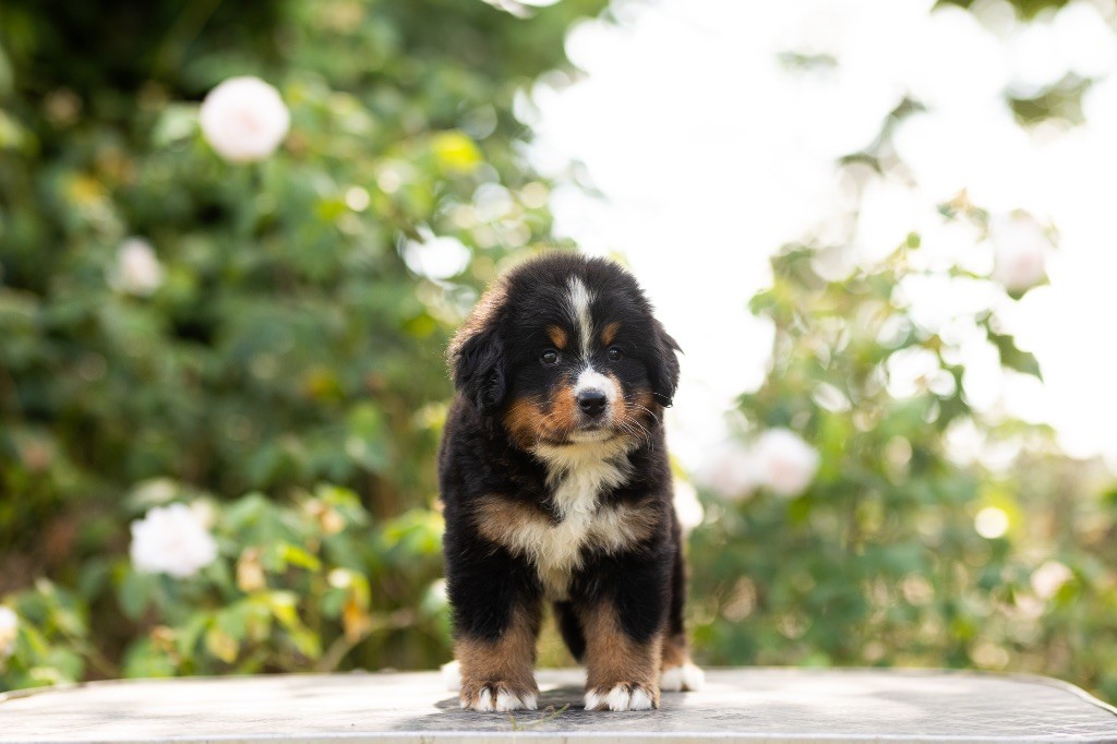 de la Vallée de l'Hyrome - Chiot disponible  - Bouvier Bernois