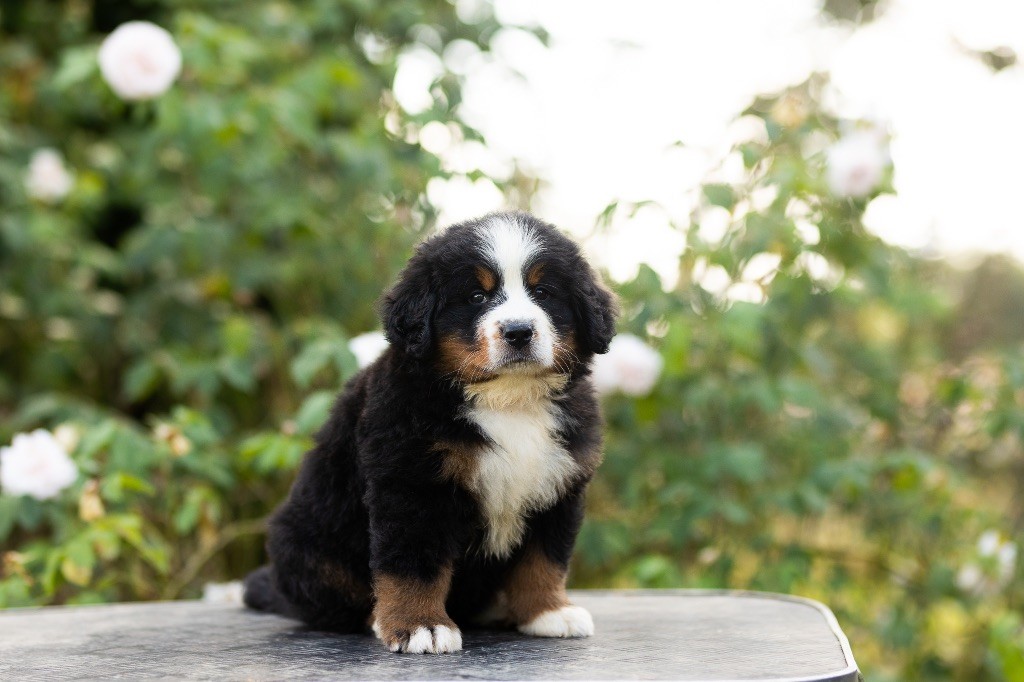 chiot Bouvier Bernois de la Vallée de l'Hyrome