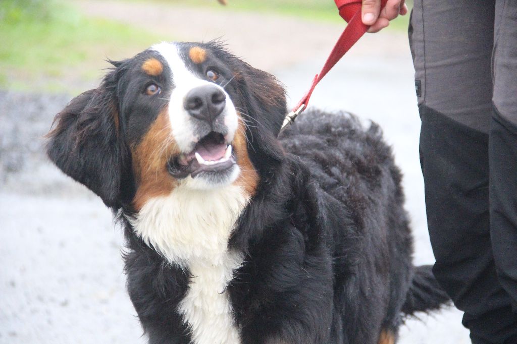 chiot Bouvier Bernois de la Vallée de l'Hyrome