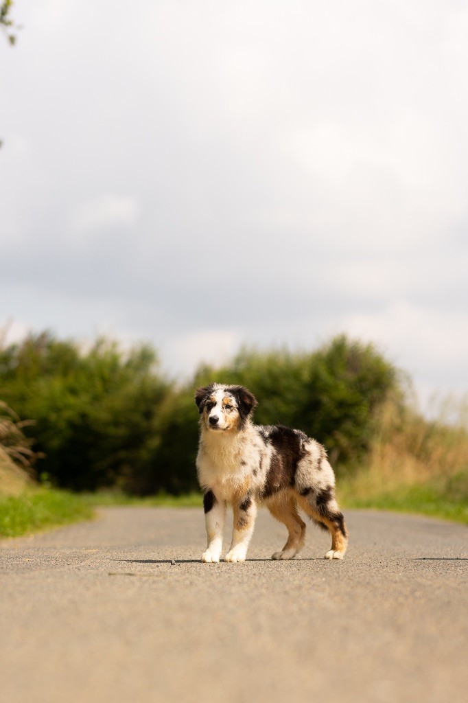 de la Vallée de l'Hyrome - Chiot disponible  - Berger Australien