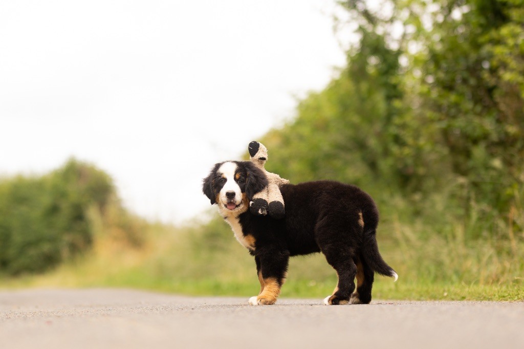 de la Vallée de l'Hyrome - Chiot disponible  - Bouvier Bernois