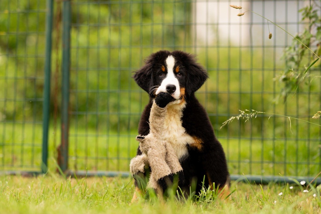 de la Vallée de l'Hyrome - Chiot disponible  - Bouvier Bernois