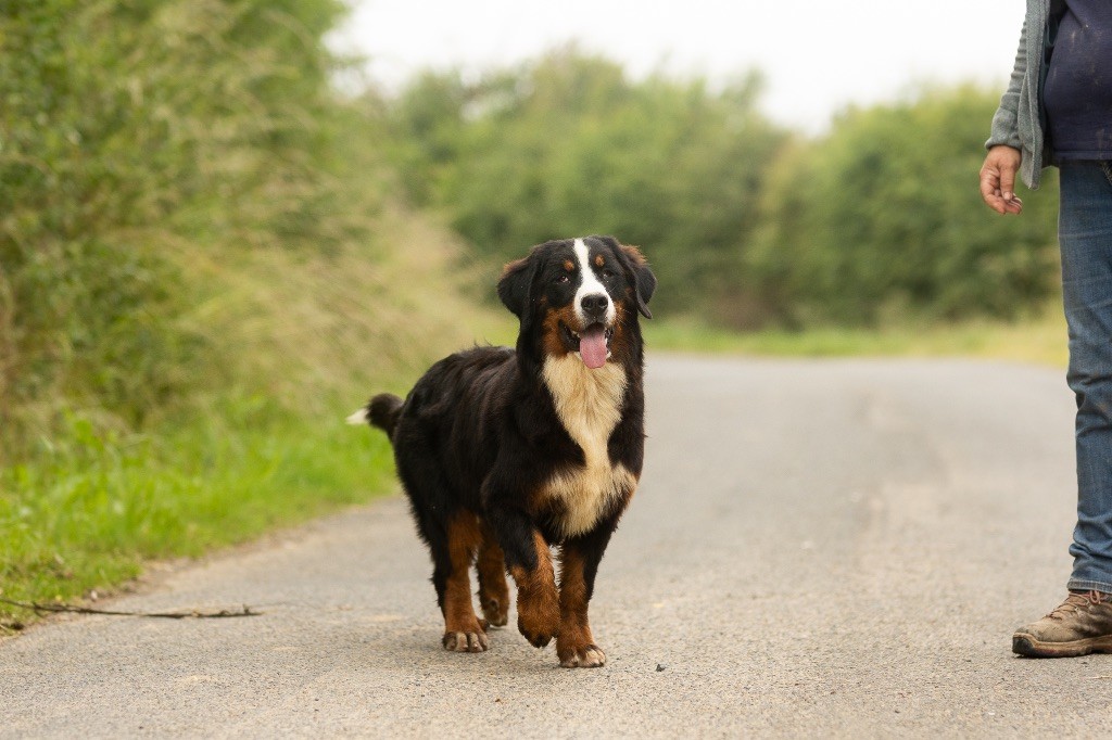 de la Vallée de l'Hyrome - Chiot disponible  - Bouvier Bernois