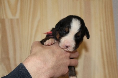 CHIOT 2