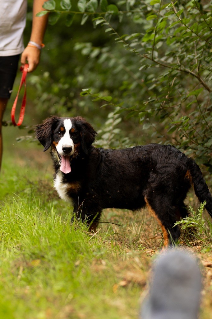 de la Vallée de l'Hyrome - Chiot disponible  - Bouvier Bernois