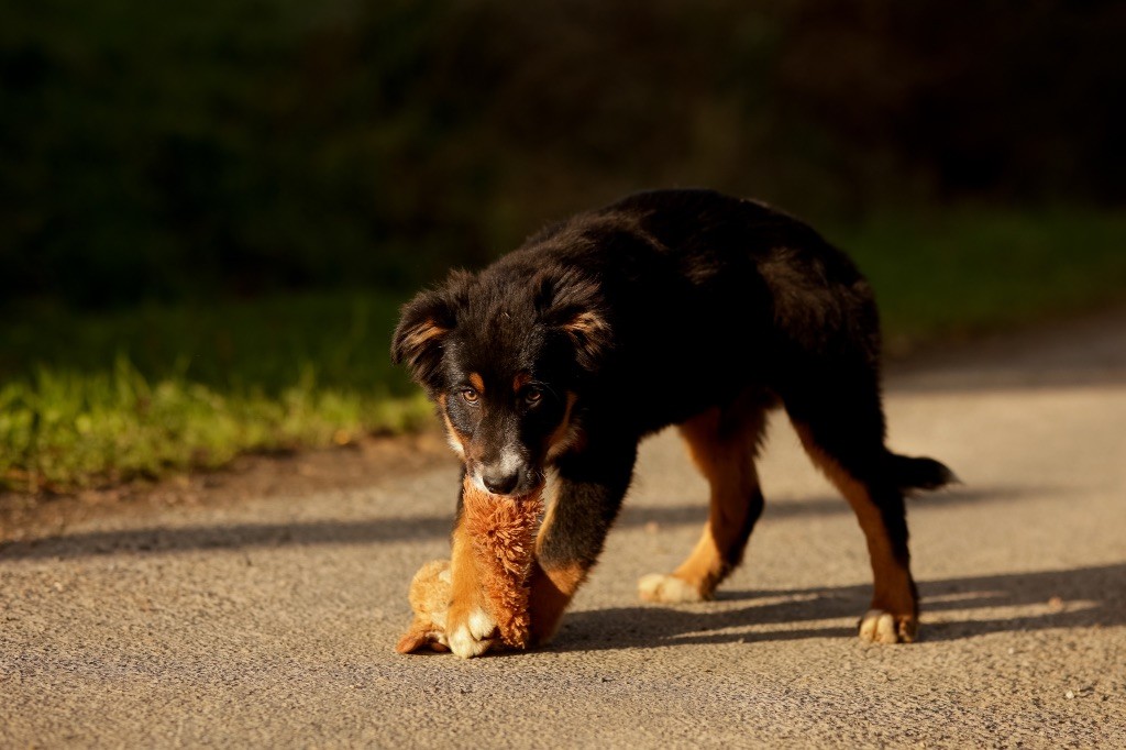 chiot Berger Australien de la Vallée de l'Hyrome