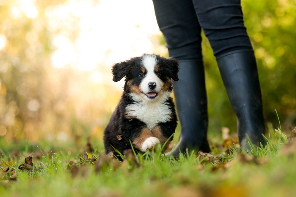 de la Vallée de l'Hyrome - Chiot disponible  - Bouvier Bernois