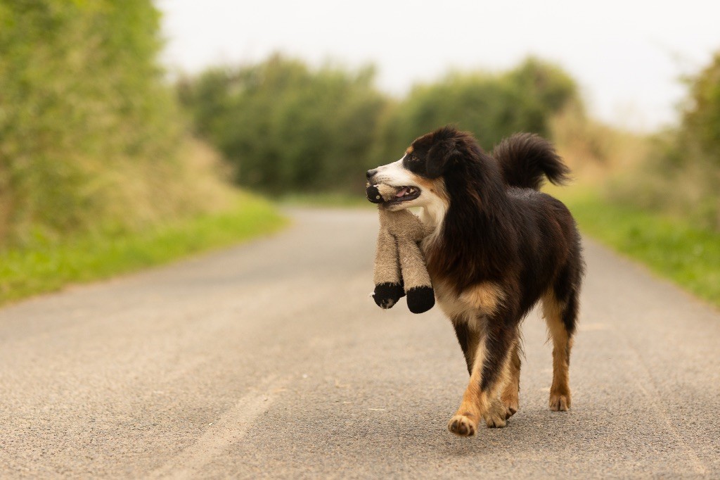 chiot Berger Australien de la Vallée de l'Hyrome