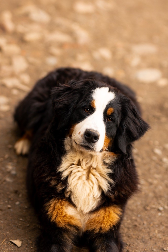 chiot Bouvier Bernois de la Vallée de l'Hyrome