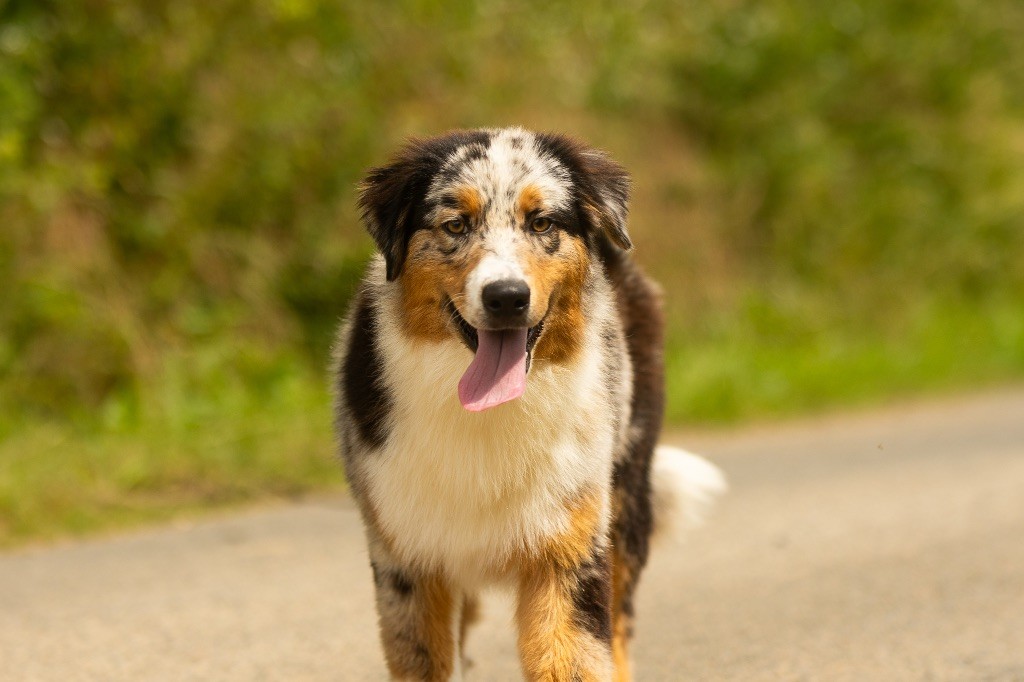 de la Vallée de l'Hyrome - Chiot disponible  - Berger Australien