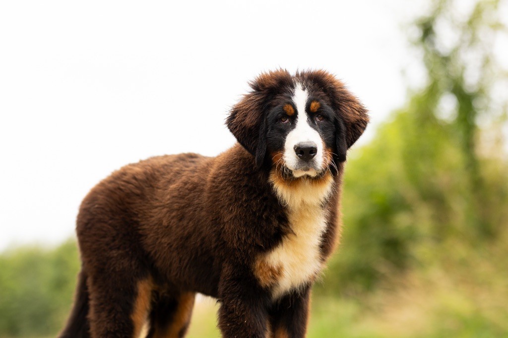 de la Vallée de l'Hyrome - Chiot disponible  - Bouvier Bernois