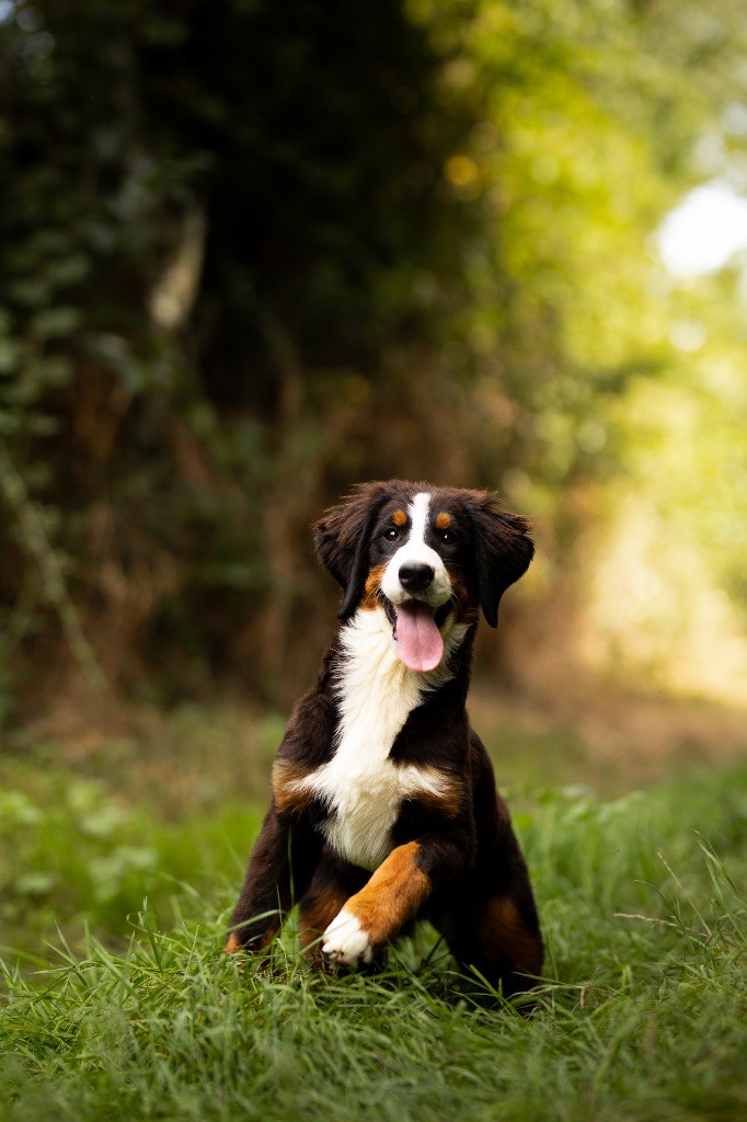 de la Vallée de l'Hyrome - Chiot disponible  - Bouvier Bernois