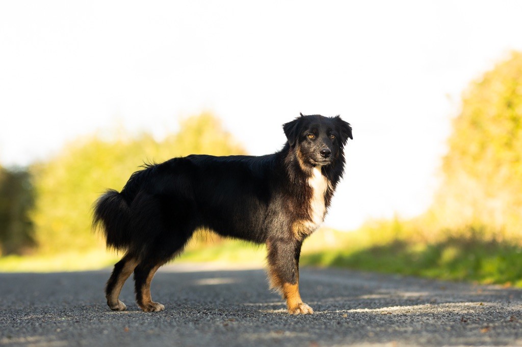 chiot Berger Australien de la Vallée de l'Hyrome