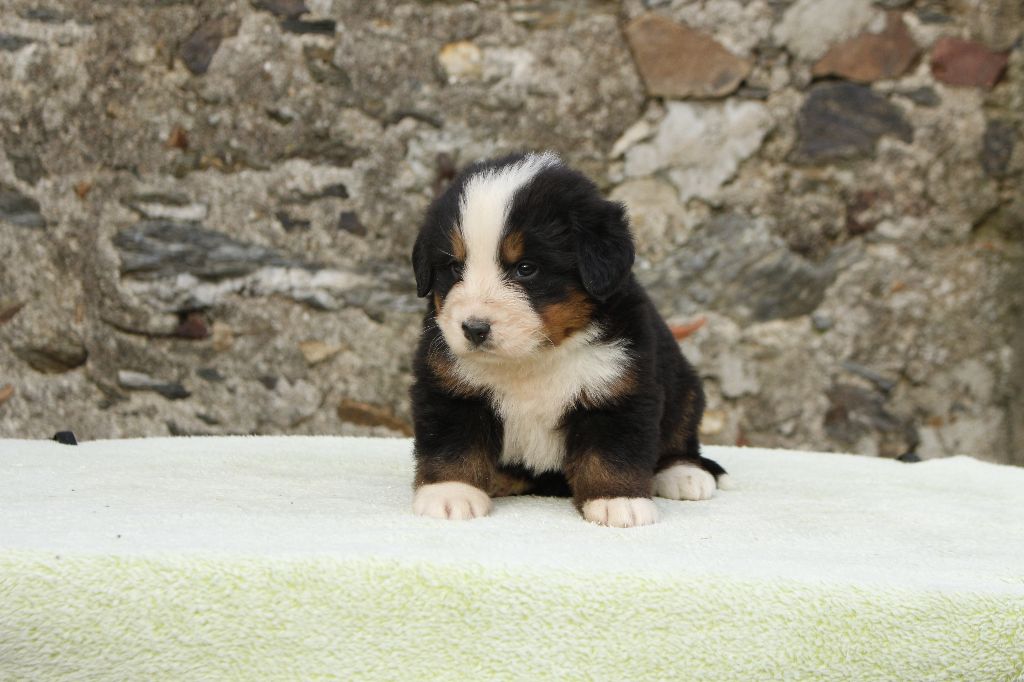 chiot Bouvier Bernois de la Vallée de l'Hyrome