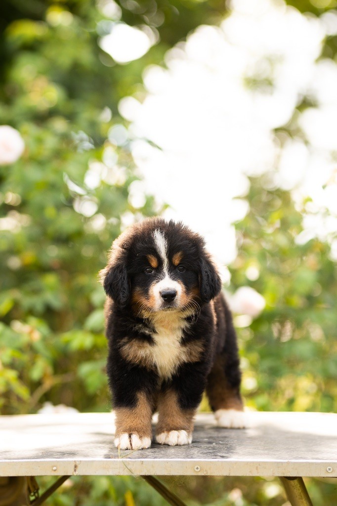 de la Vallée de l'Hyrome - Chiot disponible  - Bouvier Bernois