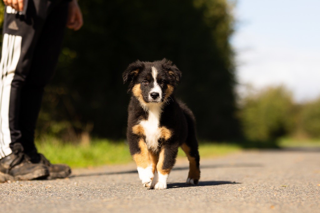 de la Vallée de l'Hyrome - Chiot disponible  - Berger Australien