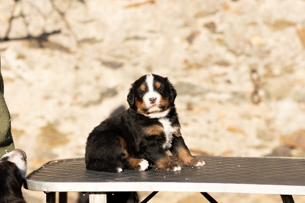 de la Vallée de l'Hyrome - Chiot disponible  - Bouvier Bernois