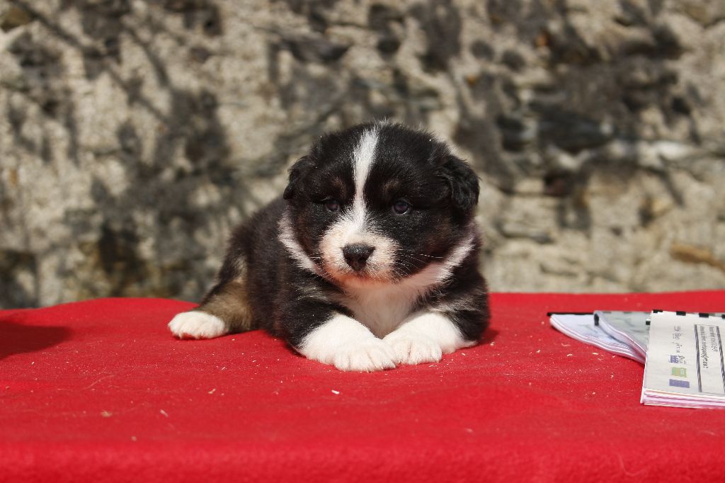 de la Vallée de l'Hyrome - Chiot disponible  - Berger Australien