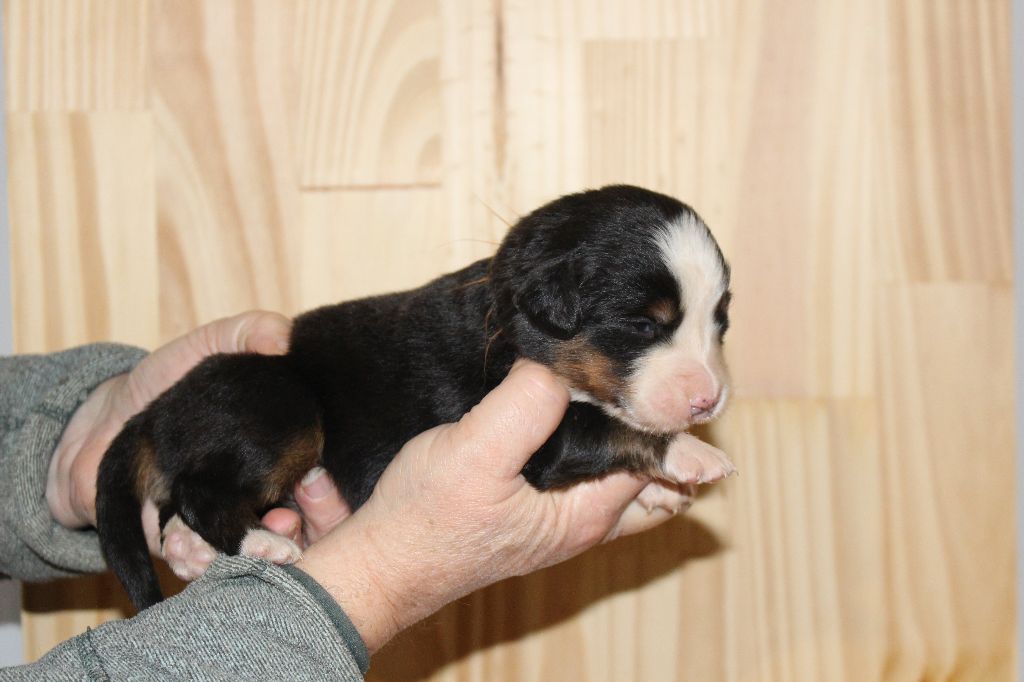 de la Vallée de l'Hyrome - Chiot disponible  - Bouvier Bernois