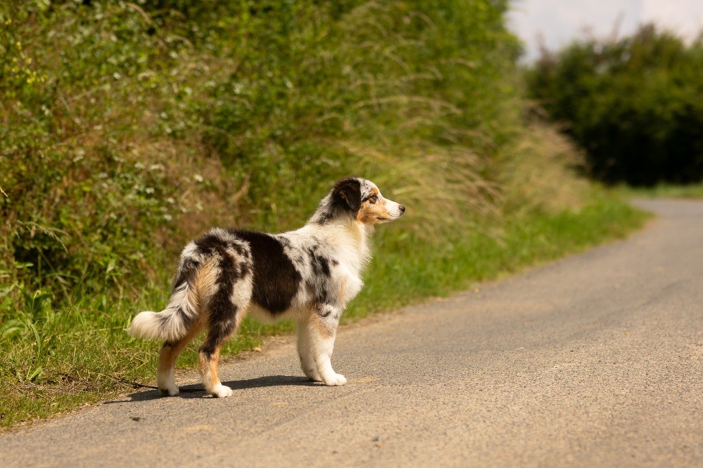 de la Vallée de l'Hyrome - Chiot disponible  - Berger Australien