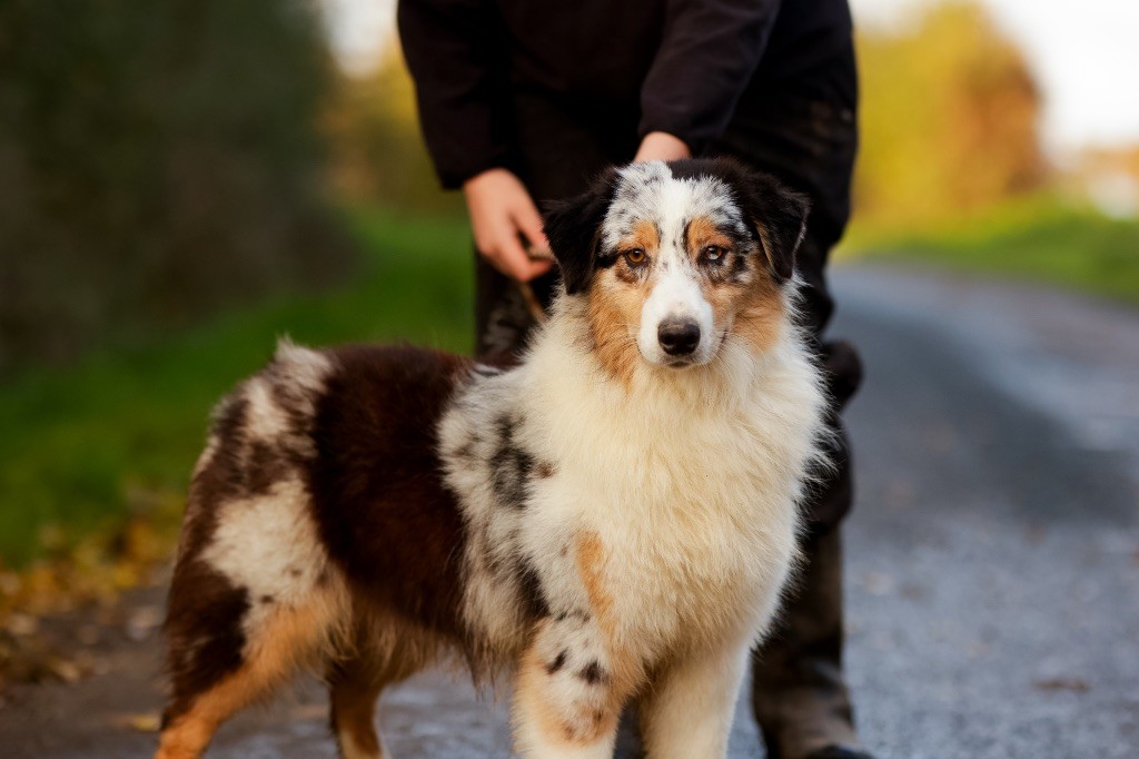 chiot Berger Australien de la Vallée de l'Hyrome