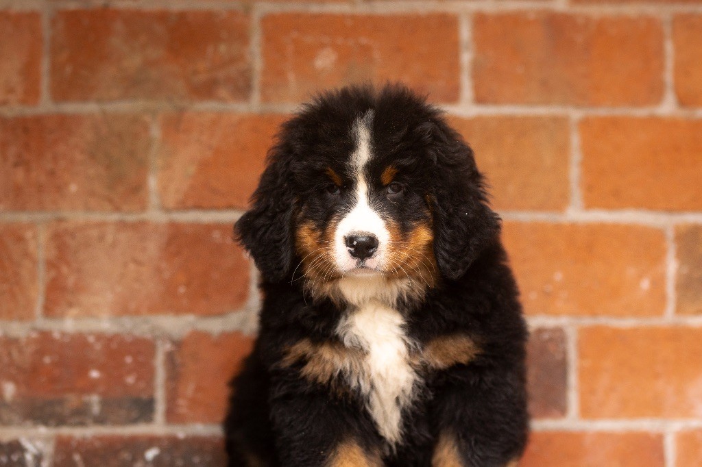 de la Vallée de l'Hyrome - Chiot disponible  - Bouvier Bernois