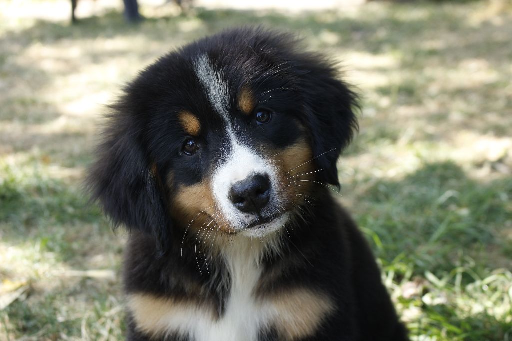 chiot Bouvier Bernois de la Vallée de l'Hyrome