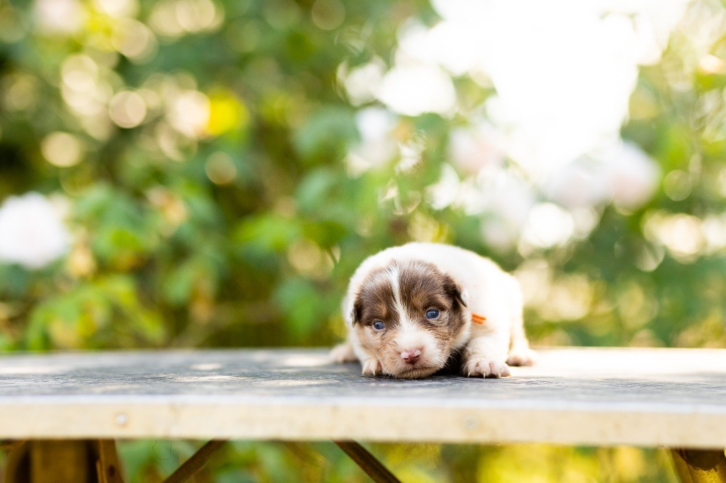 chiot Berger Australien de la Vallée de l'Hyrome