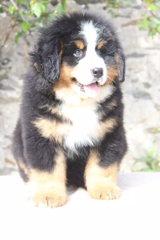 chiot Bouvier Bernois de la Vallée de l'Hyrome