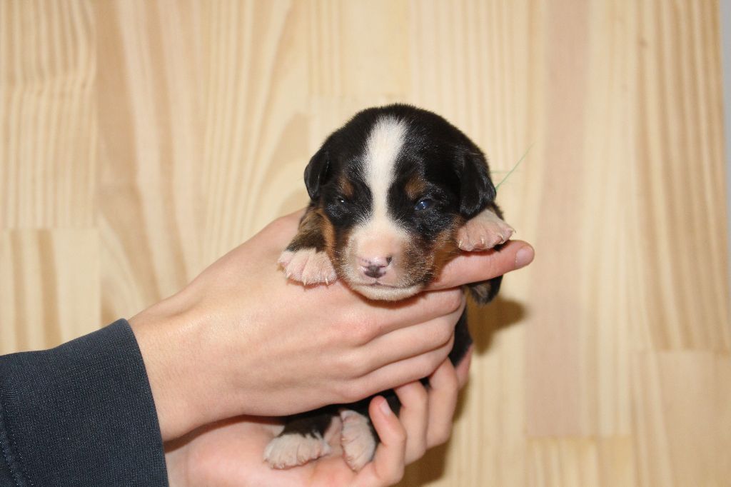 de la Vallée de l'Hyrome - Chiot disponible  - Bouvier Bernois