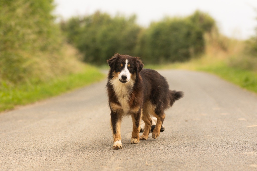 de la Vallée de l'Hyrome - Chiot disponible  - Berger Australien