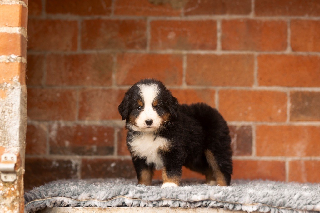 de la Vallée de l'Hyrome - Chiot disponible  - Bouvier Bernois