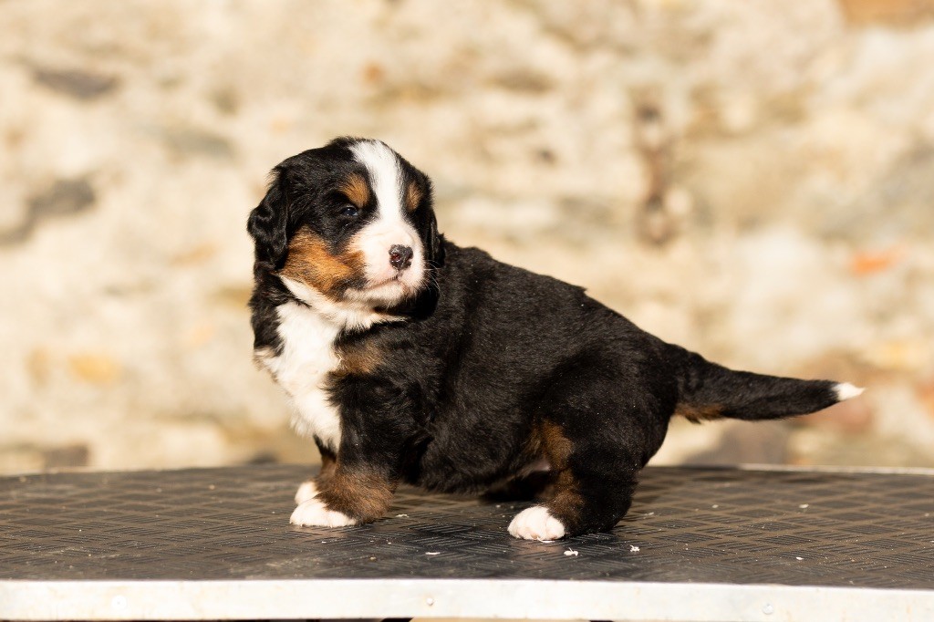 de la Vallée de l'Hyrome - Chiot disponible  - Bouvier Bernois