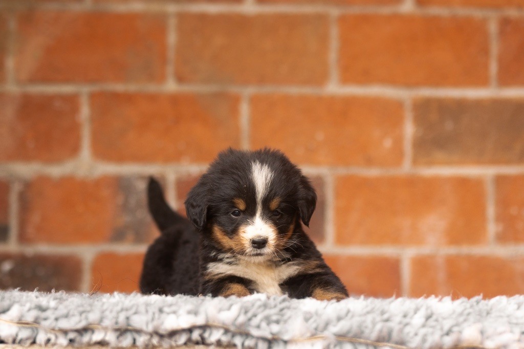 de la Vallée de l'Hyrome - Chiot disponible  - Bouvier Bernois