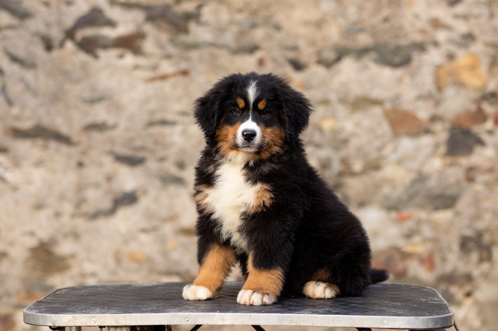 de la Vallée de l'Hyrome - Chiot disponible  - Bouvier Bernois