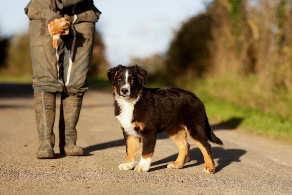 de la Vallée de l'Hyrome - Chiot disponible  - Berger Australien