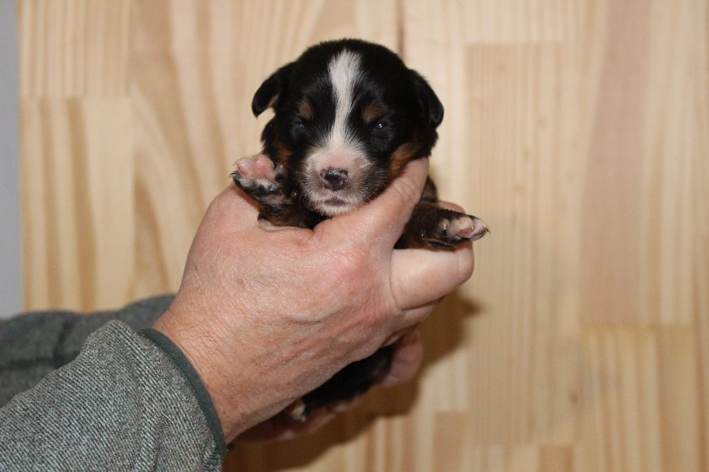 de la Vallée de l'Hyrome - Chiot disponible  - Bouvier Bernois