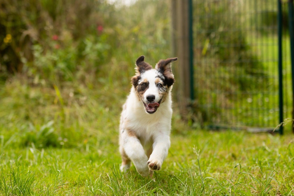 de la Vallée de l'Hyrome - Chiot disponible  - Berger Australien