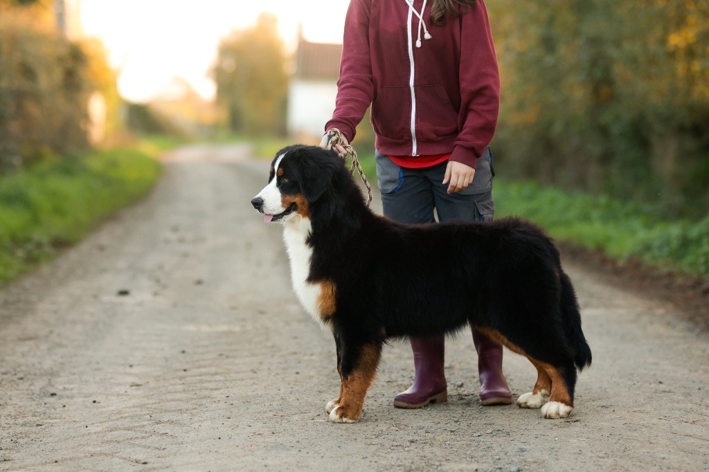 de la Vallée de l'Hyrome - Chiot disponible  - Bouvier Bernois