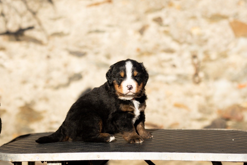 de la Vallée de l'Hyrome - Chiot disponible  - Bouvier Bernois