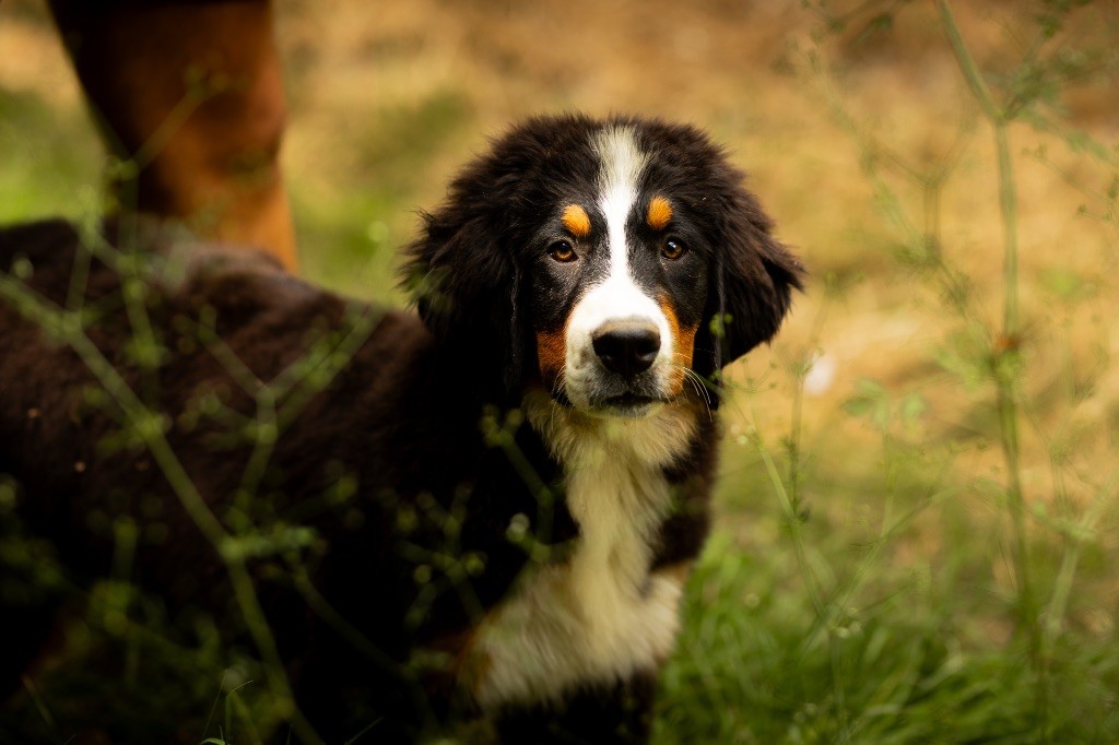 de la Vallée de l'Hyrome - Chiot disponible  - Bouvier Bernois