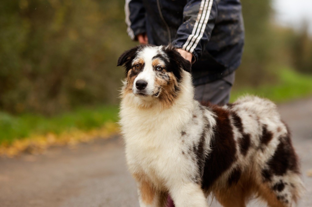 de la Vallée de l'Hyrome - Chiot disponible  - Berger Australien