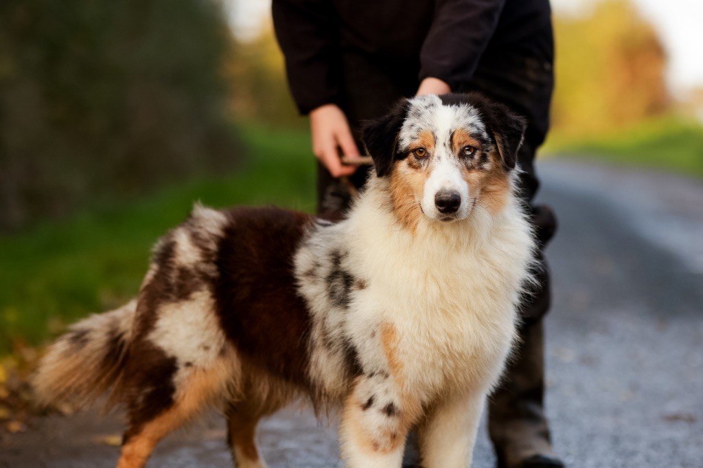 de la Vallée de l'Hyrome - Chiot disponible  - Berger Australien