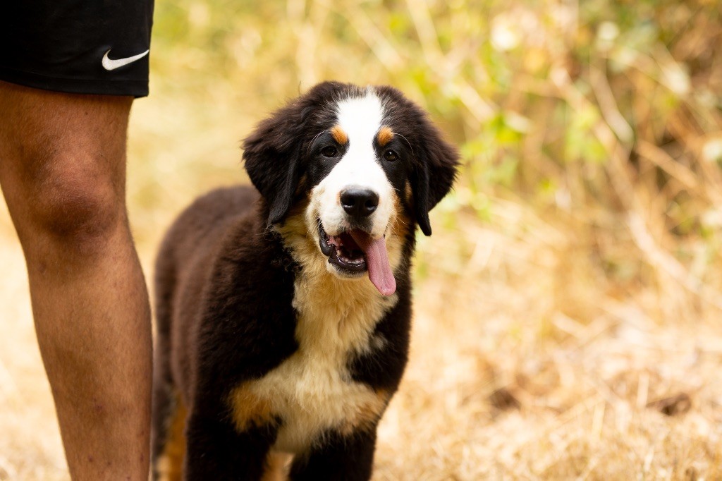 de la Vallée de l'Hyrome - Chiot disponible  - Bouvier Bernois