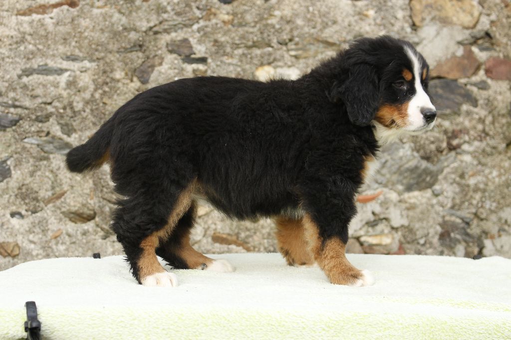 chiot Bouvier Bernois de la Vallée de l'Hyrome