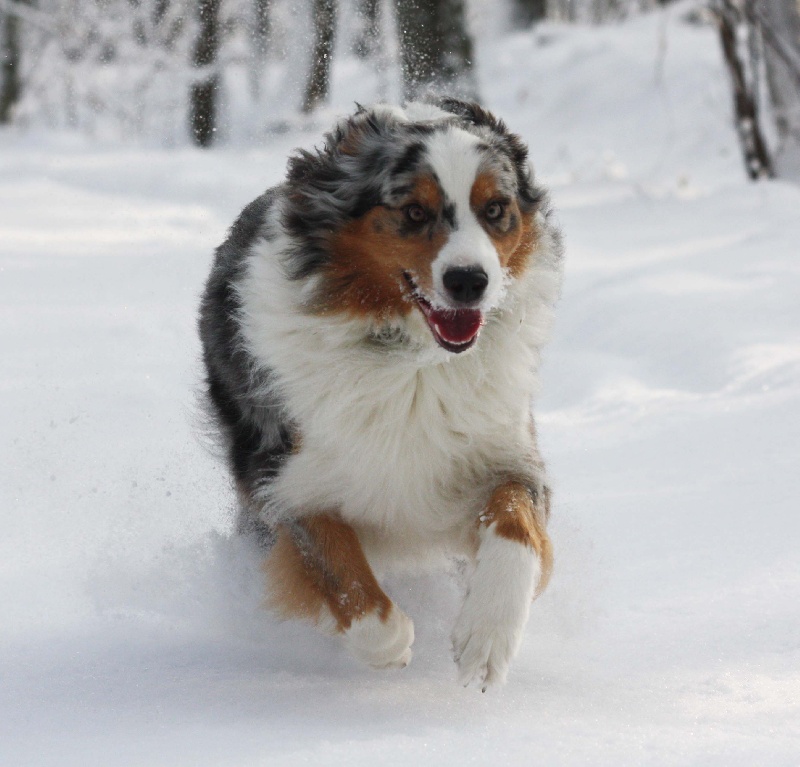 Belka de la Vallée de l'Hyrome