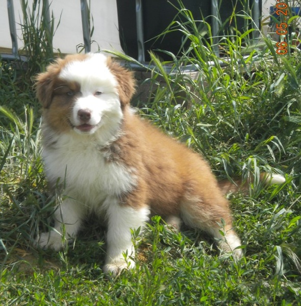 Gypsy de la Vallée de l'Hyrome
