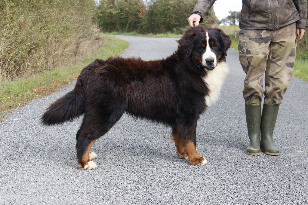 Volupté dit volt de la Vallée de l'Hyrome